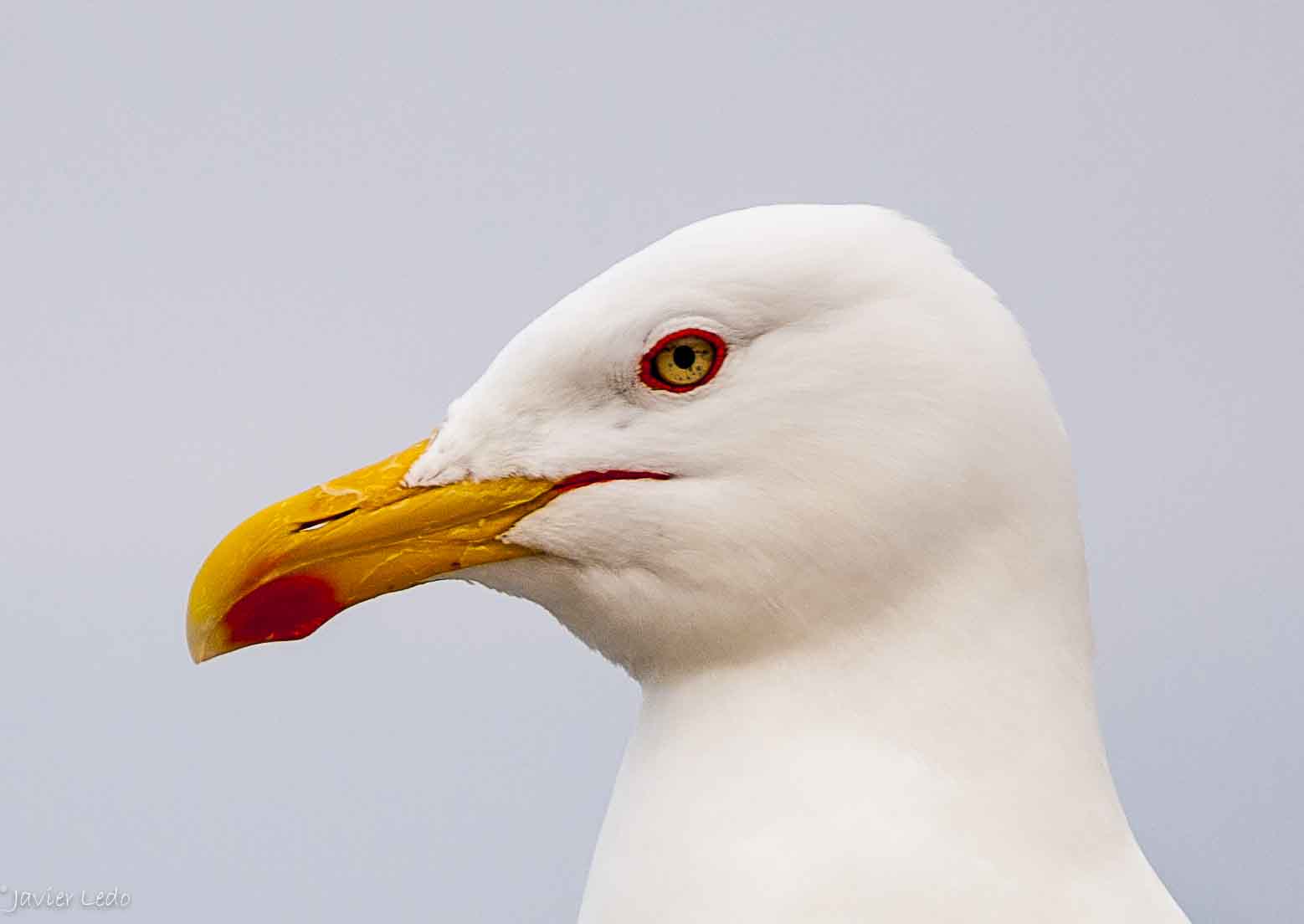 Paso corto, mirada larga